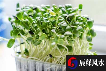 梦到豆芽什么征兆(梦见豆发芽什么意思)