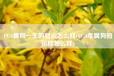 1970属狗一生的财运怎么样(1970年属狗的运程怎么样)