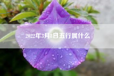 2022年3月8日五行属什么