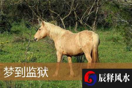 梦到监狱(梦到监狱里的朋友出狱了)