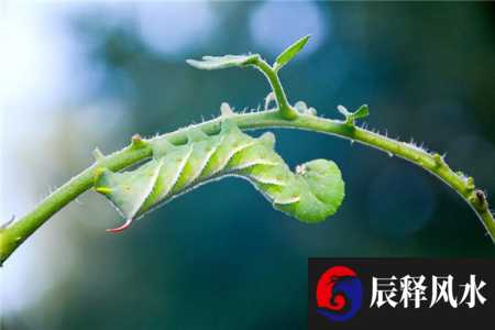 梦见吃虫(梦见吃虫子了很恶心)