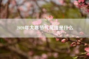 2020年大寒节气花信是什么