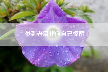 梦到老鼠扑向自己惊醒