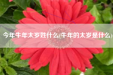 今年牛年太岁姓什么(牛年的太岁是什么)