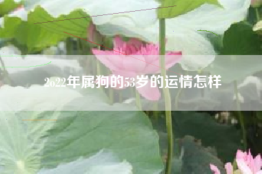 2o22年属狗的53岁的运情怎样