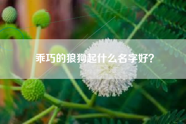 乖巧的狼狗起什么名字好？