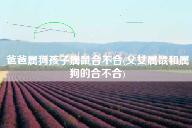 爸爸属狗孩子属鼠合不合(父女属鼠和属狗的合不合)