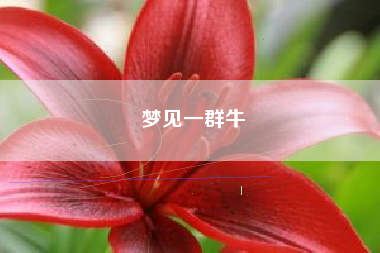 梦见一群牛