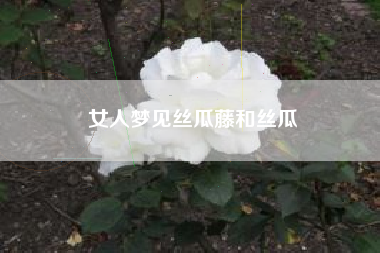 女人梦见丝瓜藤和丝瓜