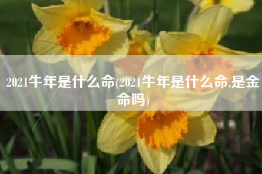 2021牛年是什么命(2021牛年是什么命,是金命吗)
