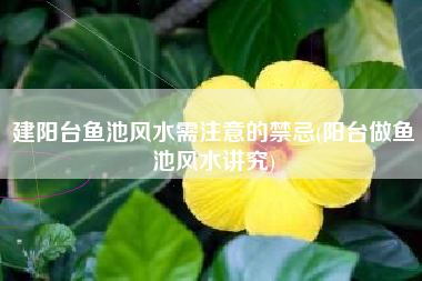 建阳台鱼池风水需注意的禁忌(阳台做鱼池风水讲究)