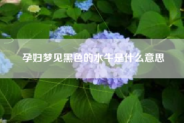 孕妇梦见黑色的水牛是什么意思