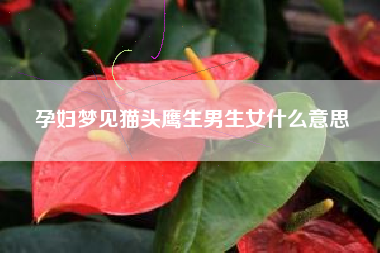 孕妇梦见猫头鹰生男生女什么意思