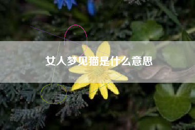 女人梦见猫是什么意思