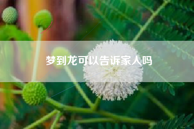 梦到龙可以告诉家人吗