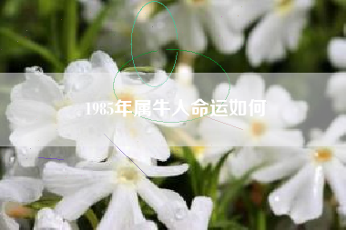 1985年属牛人命运如何