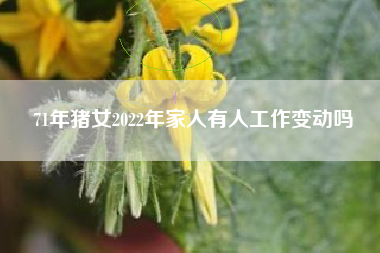 71年猪女2022年家人有人工作变动吗