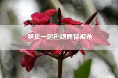 梦见一起逃跑同伴被杀