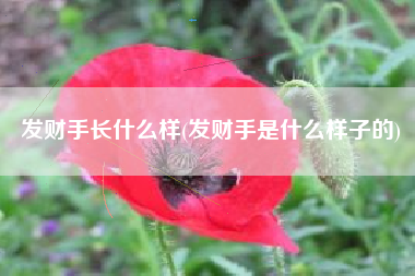 发财手长什么样(发财手是什么样子的)