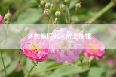 梦到偷摘别人树上核桃