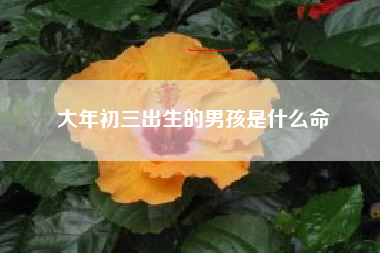 大年初三出生的男孩是什么命