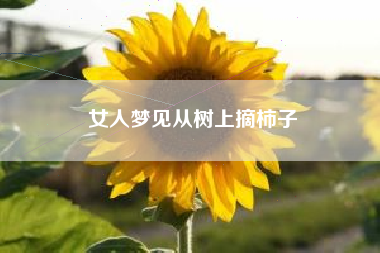 女人梦见从树上摘柿子
