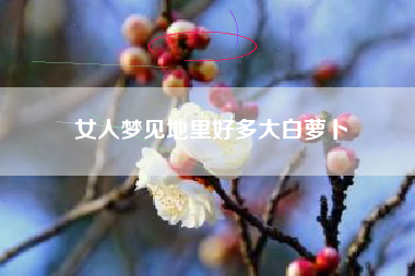 女人梦见地里好多大白萝卜