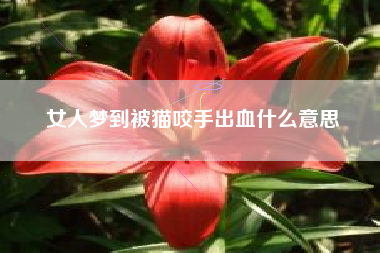 女人梦到被猫咬手出血什么意思
