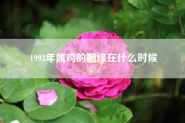 1993年属鸡的姻缘在什么时候