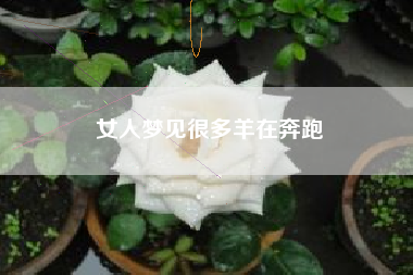 女人梦见很多羊在奔跑