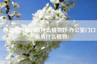 办公室一进门放什么植物好(办公室门口一般放什么植物)