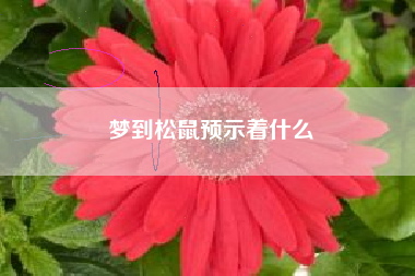 梦到松鼠预示着什么