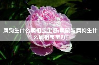 属狗生什么属相宝宝好(属鼠与属狗生什么属相宝宝好)