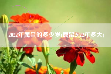 2022年属鼠的多少岁(属鼠2022年多大)