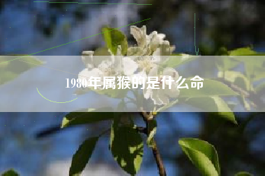 1980年属猴的是什么命