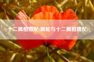 十二属相婚配(属蛇与十二属相婚配)