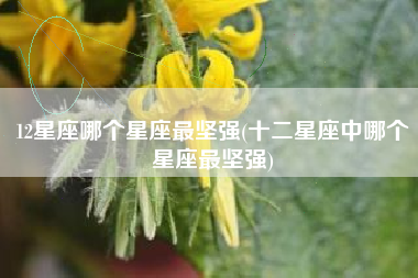 12星座哪个星座最坚强(十二星座中哪个星座最坚强)