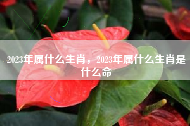 2023年属什么生肖，2023年属什么生肖是什么命