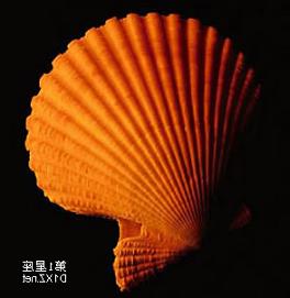 做梦梦见恐龙是什么意思，做梦梦见恐龙好不好